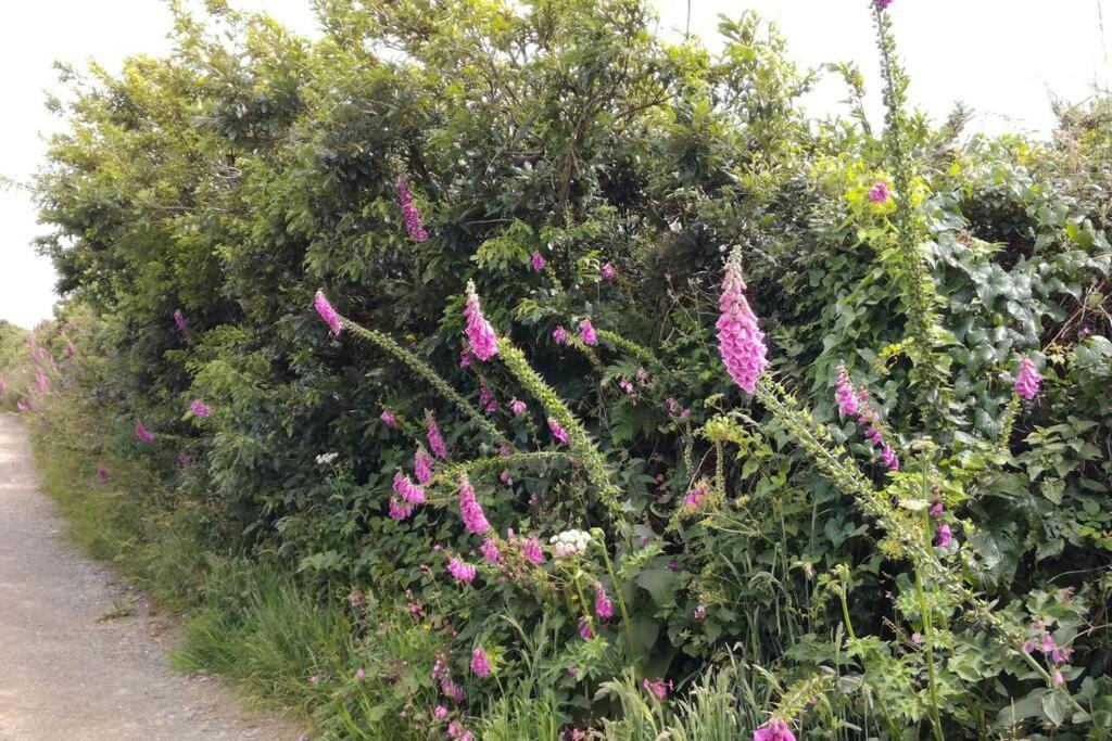 Farm Accommodation - The Lizard Peninsula, Cornwall 赫尔斯顿 外观 照片