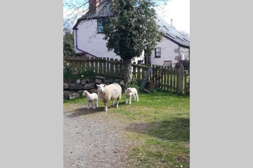Farm Accommodation - The Lizard Peninsula, Cornwall 赫尔斯顿 外观 照片