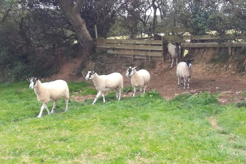 Farm Accommodation - The Lizard Peninsula, Cornwall 赫尔斯顿 外观 照片