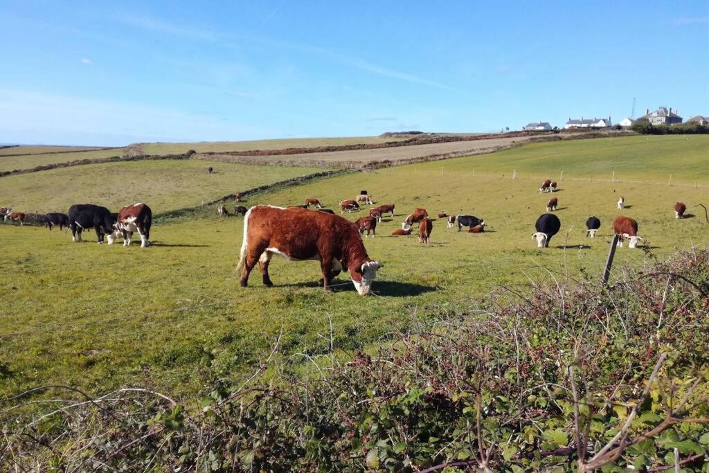 Farm Accommodation - The Lizard Peninsula, Cornwall 赫尔斯顿 外观 照片